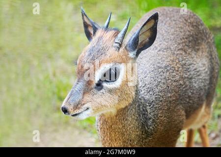 Ritratto di un Kirk Dikdik. Madoqua kirkii. Piccole specie di antilope provenienti dall'Africa. Animale con pelliccia bianca marrone in primo piano. Foto Stock