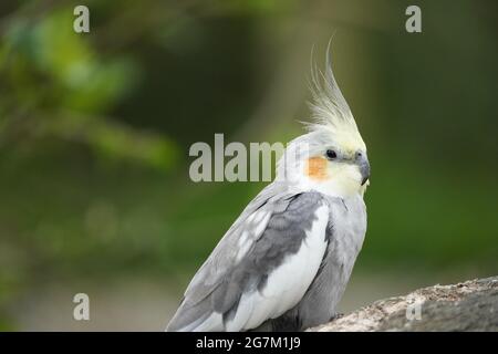 Ritratto di un cockatiel su sfondo verde. Uccello con piumaggio giallo, grigio e bianco. Ninficus hollandicus Foto Stock