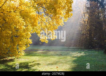 stagione autunnale d'oro, bellissimo parco in una mattina soleggiata in autunno, alberi gialli d'autunno illuminati al sole in un parco, foto orizzontale Foto Stock