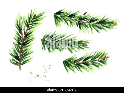Set di diramazioni in abete. Immagine disegnata a mano con acquerello, isolata su sfondo bianco Foto Stock