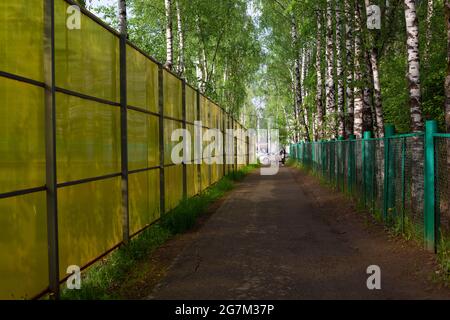 La strada tra le recinzioni. Il sentiero del parco. Birches lungo la recinzione. Foto Stock