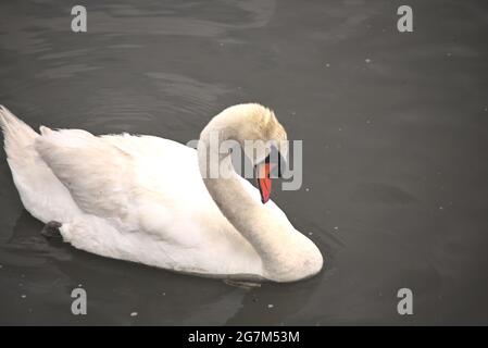 Cigni nuotare pacificamente in una laguna nel sud della Galizia Foto Stock