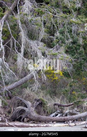 alberi caduti e driftwood sulla spiaggia alla base di collina foresta Foto Stock