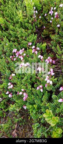 Texture di fiori di palude a Tundra. Cosmetici organici. Sfondo naturale vivace con natura selvaggia. Sfondo natura Foto Stock