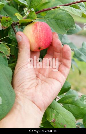 La mano del giardiniere che raccoglie la mela. La mano raggiunge per le mele sull'albero Foto Stock