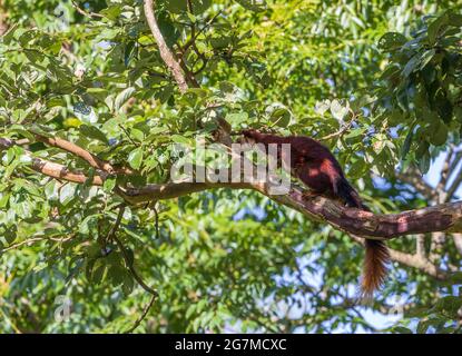 Scoiattolo gigante malabarese endemico fotografato nel Parco Nazionale di Nagarhole (Karnataka, India) Foto Stock