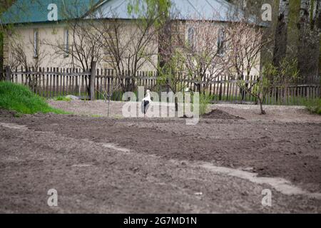 Un paio di cicogne bianche che camminano sul campo. Cicogna in campagna. Nidificazione di uccelli selvatici. Coppia di uccelli. Foto Stock