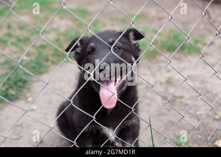Cane che gioca fuori sorrisi. Cane curioso guardando la macchina fotografica. Primo piano di una giovane razza testa cane all'aperto in natura che attacca la sua lingua. Casa Foto Stock
