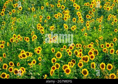 Campo di girasole comune (Helianthus annuus) Foto Stock