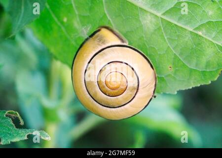 Lumaca con guscio giallo. Primo piano su una foglia in un ambiente naturale Foto Stock