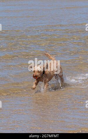 Un cane Cockapoo che esce dal mare con una palla in bocca. Foto Stock