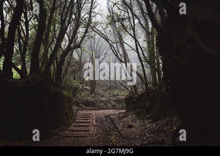 Footpah in misteriosa foresta di nebbia. Parco nazionale Anaga a Tenerife, Spagna. Foto Stock