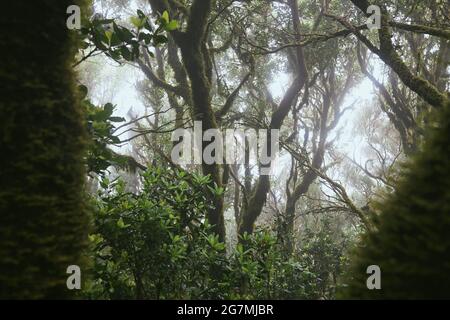 Alberi in misteriosa foresta di nebbia. Parco nazionale Anaga a Tenerife, Spagna. Foto Stock