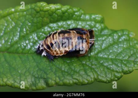 Harlequin Ladybird Harmonia axyridis pupa Foto Stock