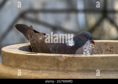 pigeon rinfrescare e bere acqua in una fontana primo piano Foto Stock