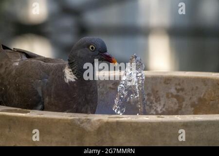 pigeon rinfrescare e bere acqua in una fontana primo piano Foto Stock