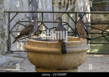 pigeon rinfrescare e bere acqua in una fontana primo piano Foto Stock