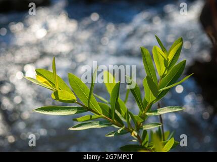 verde foglia pianta dal torrente, fuoco selettivo Foto Stock