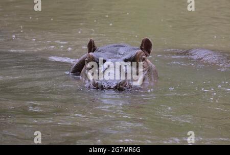 hippo parzialmente sommerso e nuoto in fiume guardando direttamente e allerta fotocamera nel selvaggio Parco Nazionale Meru, Kenya Foto Stock