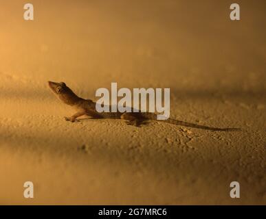 Casa tropicale comune gecko cercando spia di allarme di lampada e pronto a caccia preda, Kenya Foto Stock