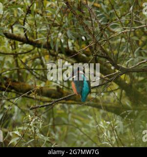 Kingfisher pesca da un albero di Willow Foto Stock