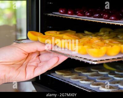 Persona che mette un vassoio con le albicocche in una macchina di disidratatore di alimento. Primo piano Foto Stock