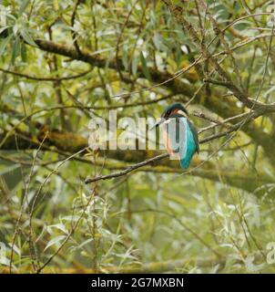 Kingfisher pesca da un albero di Willow Foto Stock