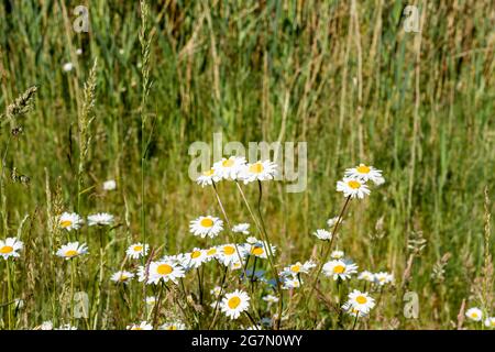 Margherite bianche, Dorset, Inghilterra Foto Stock