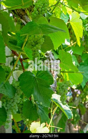 Uva verde fascicola che cresce tra le foglie Foto Stock