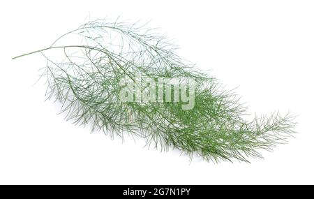 Asparagi officinalis o asparagi da giardino, nome folcloristico erba passera. Isolato su sfondo bianco. Foto Stock