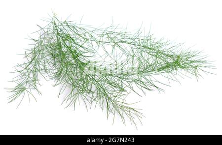 Asparagi officinalis o asparagi da giardino, nome folcloristico erba passera. Isolato su sfondo bianco. Foto Stock