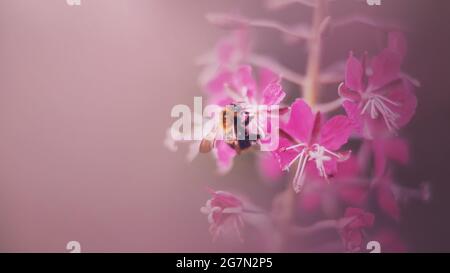 Un bel bumblebee soffice con ali trasparenti raccoglie polline dai fiori rosa profumati delle erbacce in una mattinata nebbiosa estiva. Natura e dentro Foto Stock