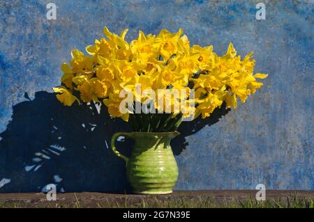 A large bunch of homegrown daffodils in a green jug on a slate slab against a painted mottled blue background. Daffodils are the flowers associated wi Foto Stock