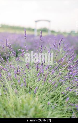 Primo piano con vista pittoresca sulla natura del campo estivo con fiori di lavanda fioriti. Arco di legno sfocato sullo sfondo. Shot verticale Foto Stock