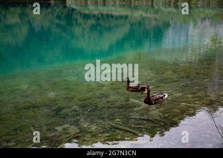 Parque natural de Plivitche en Croacia, caídas de agua, grandes lagos, boss Mediterráneos y lugares de Ensueño Foto Stock