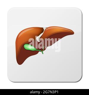 Anatomia umana del fegato su sfondo medico. illustrazione 3d Foto Stock