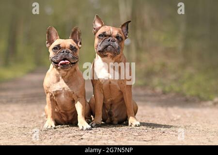 Coppia di carini cani Bulldog francesi fawn seduti nella foresta Foto Stock