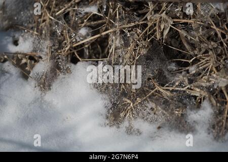 Scongelamento della molla nella neve attraverso la quale si può vedere l'erba appassita. Foto Stock