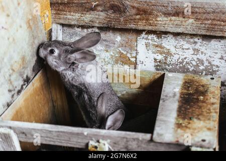 Un giovane coniglio grigio che cerca di uscire dalla sua casa. Conigli di allevamento. Conigli sulla fattoria in un allevamento di legno cage.Rabbit. Primo piano Foto Stock