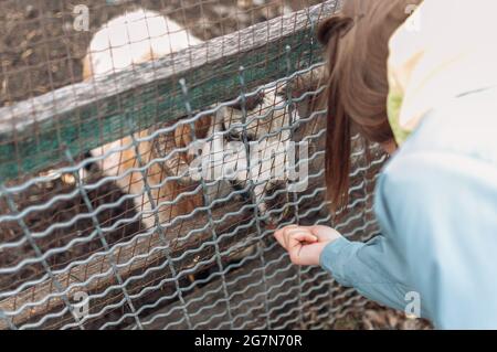 Una ragazza alimenta una pecora bianca con mele attraverso una rete in una gabbia. Il mammifero si trova nello zoo. Foto Stock