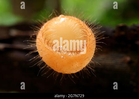 Macro Shot di un incredibile Eyelash Cup funghi crescere su decaduto Log Foto Stock