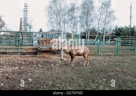 un pegno nella voliera dello zoo guarda nella cornice e si è congelato. Fauna selvatica in condizioni limitate. Il concetto di tutela dei diritti degli animali detenuti Foto Stock