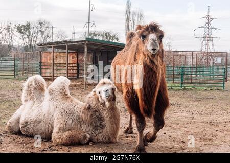 Due cammelli battrici riposano nel loro paddock nella fattoria. Camelus bactrianus, un grande animale con cappuccio che vive nelle steppe dell'Asia centrale. Foto Stock