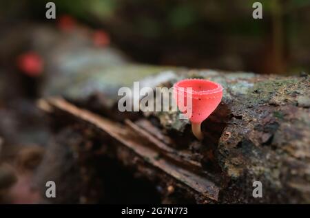 Primo piano un vivace fungo Color Red Cup trovato nella foresta pluviale della Thailandia Foto Stock