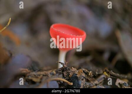 Macro Shot di un fungo Red Cup che cresce sul log decaduto Foto Stock