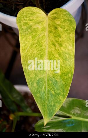 Una foglia variegata gialla e verde di Philodendron Painted Lady Foto Stock