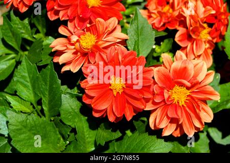 Giardino rosso dahlia fiori Dahlia pinnata in primavera sole primo piano Foto Stock