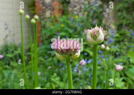 Boccioli di allio rosa che iniziano a trasformarsi in fiori in giardino Foto Stock