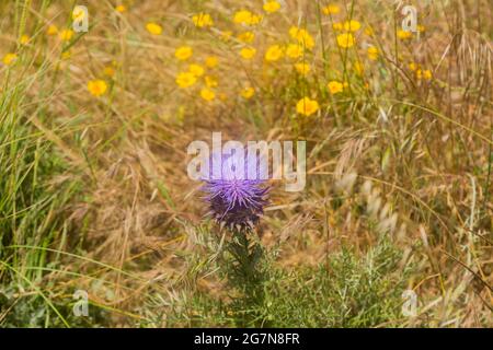 Porpora fiore selvaggio in primavera, Portogallo rurale Foto Stock