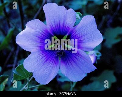 Blue Tropical Flower - un bel fiore blu-viola a 5 petali, preso nelle Filippine. Foto Stock